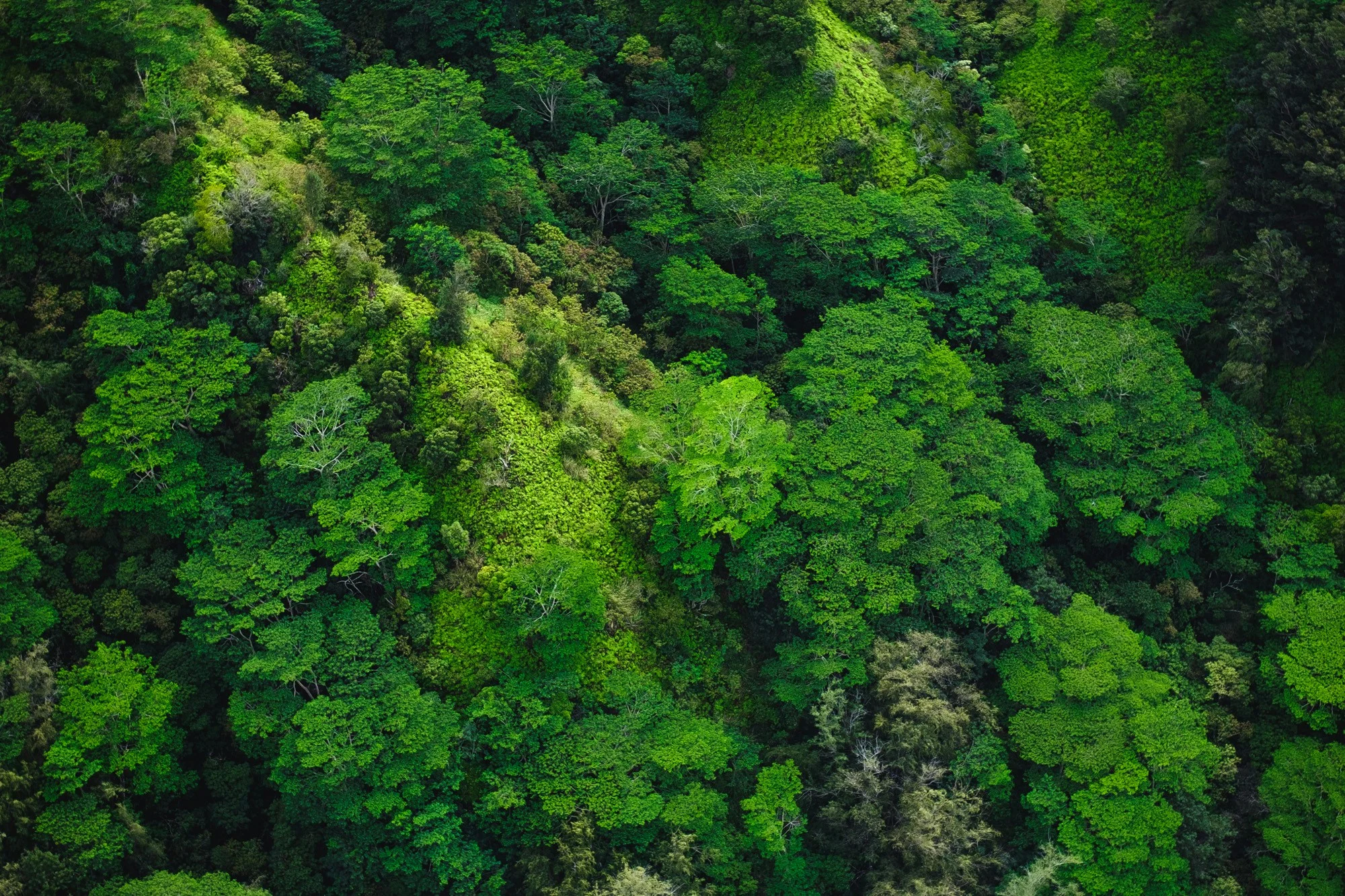An expanse of green forest seen from above